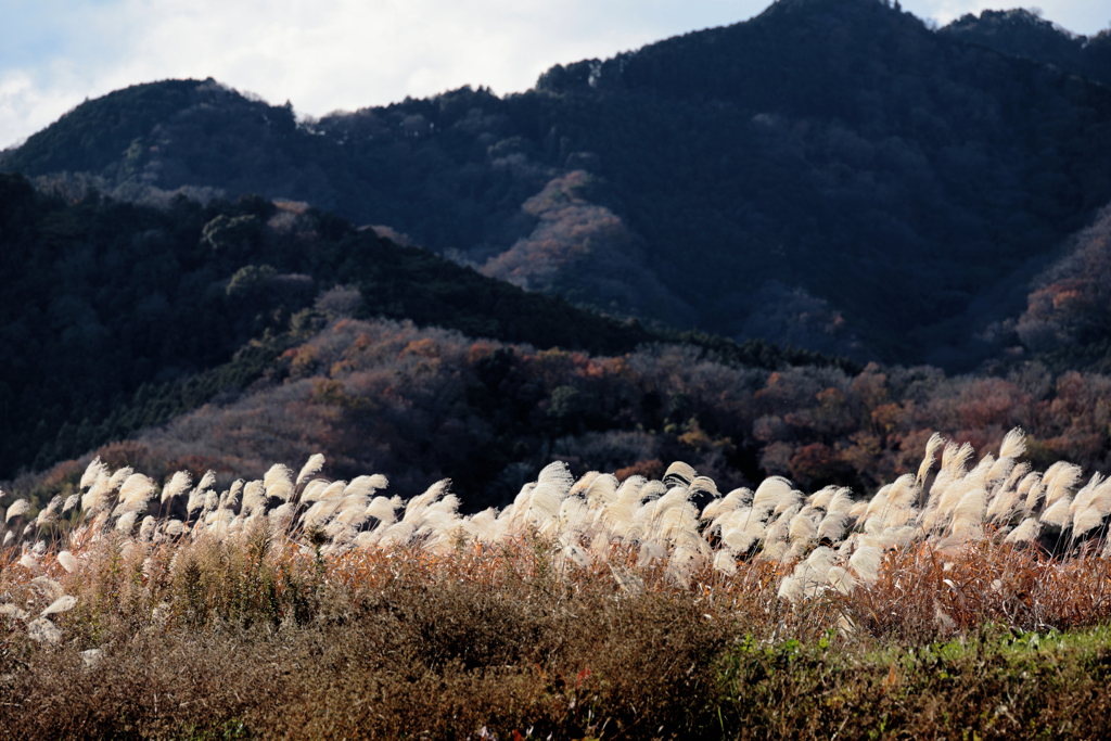 風になびくススキ