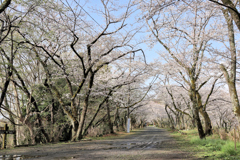 弘法山の春