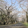 弘法山の春
