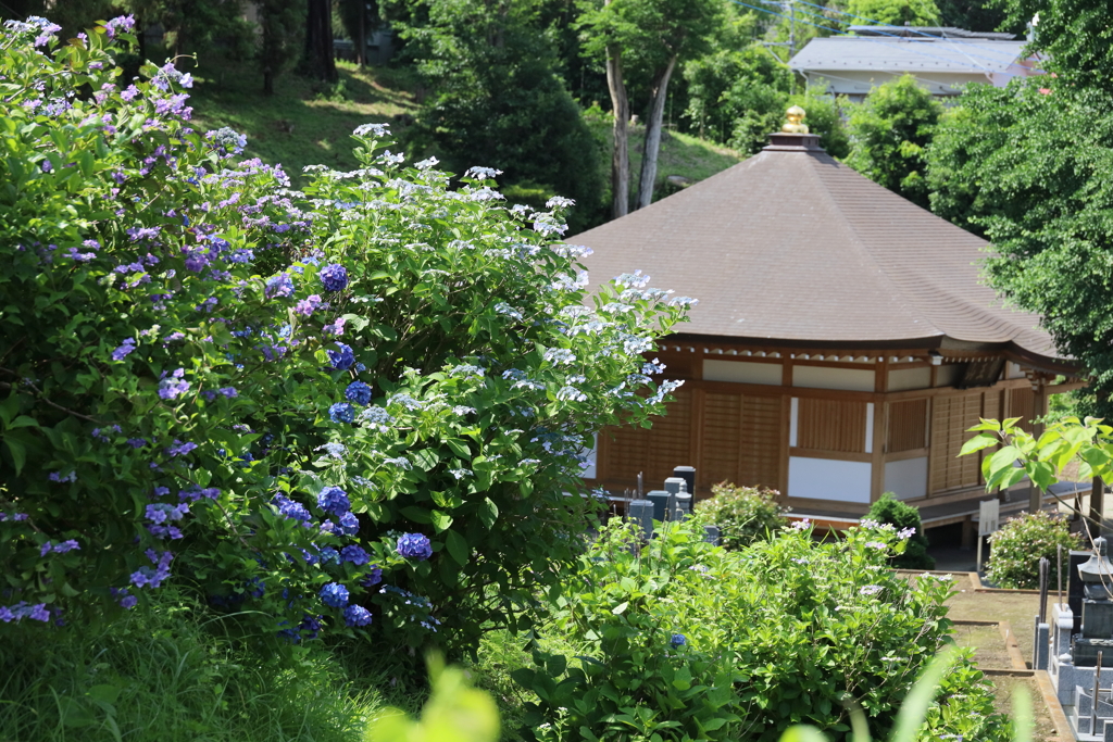 矢名薬師 東光寺