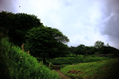 飛ぶ鳥一羽