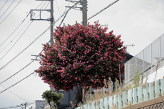 山茶花
