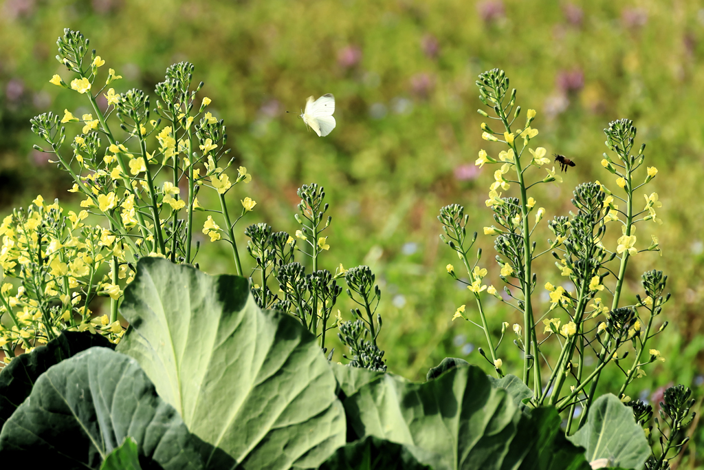 アブラナと蝶