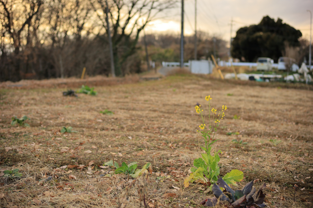 アビシニアガラシ