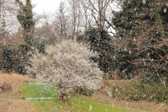 梅に雪