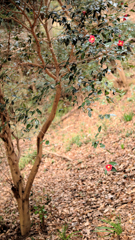 吊られた山茶花