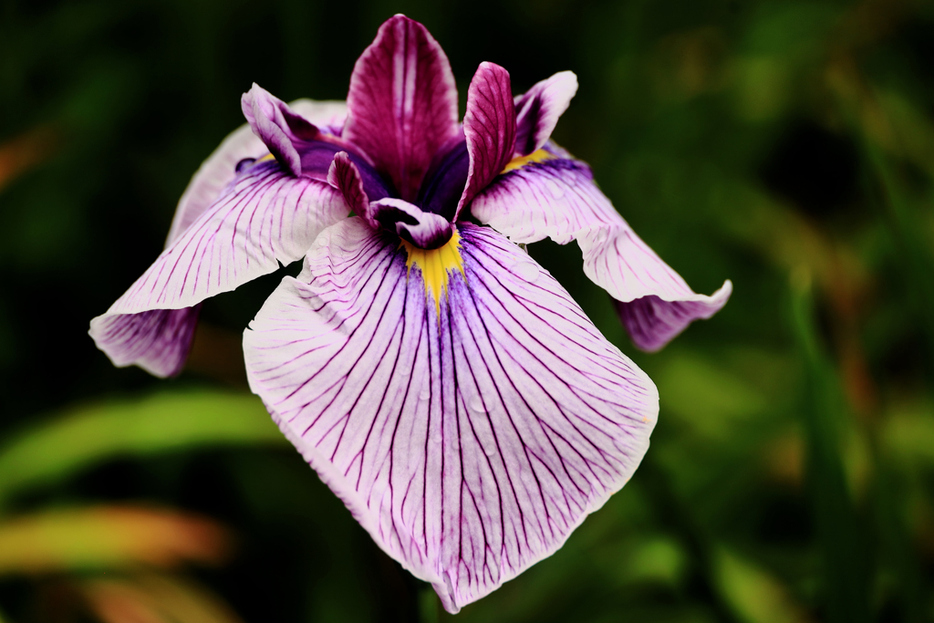 薄紫の花菖蒲