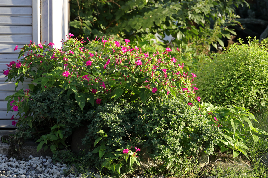 庭先のオシロイバナ