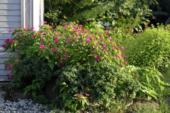 庭先のオシロイバナ