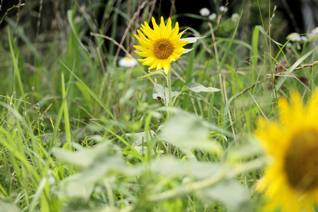 雑草と向日葵