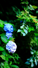 紫陽花