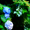 紫陽花