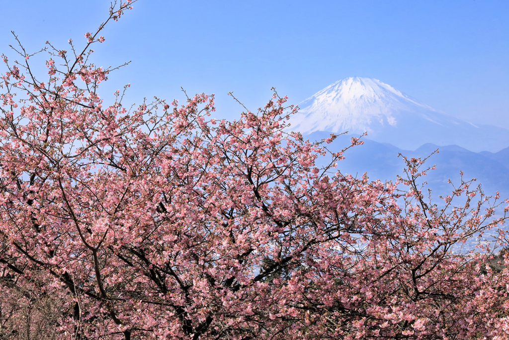おおいゆめの里にて、大井里山花まつり