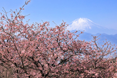 おおいゆめの里にて、大井里山花まつり
