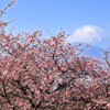 おおいゆめの里にて、大井里山花まつり
