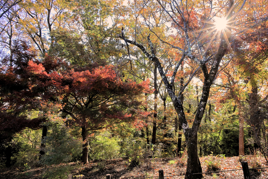 弘法山公園の紅葉