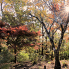 弘法山公園の紅葉