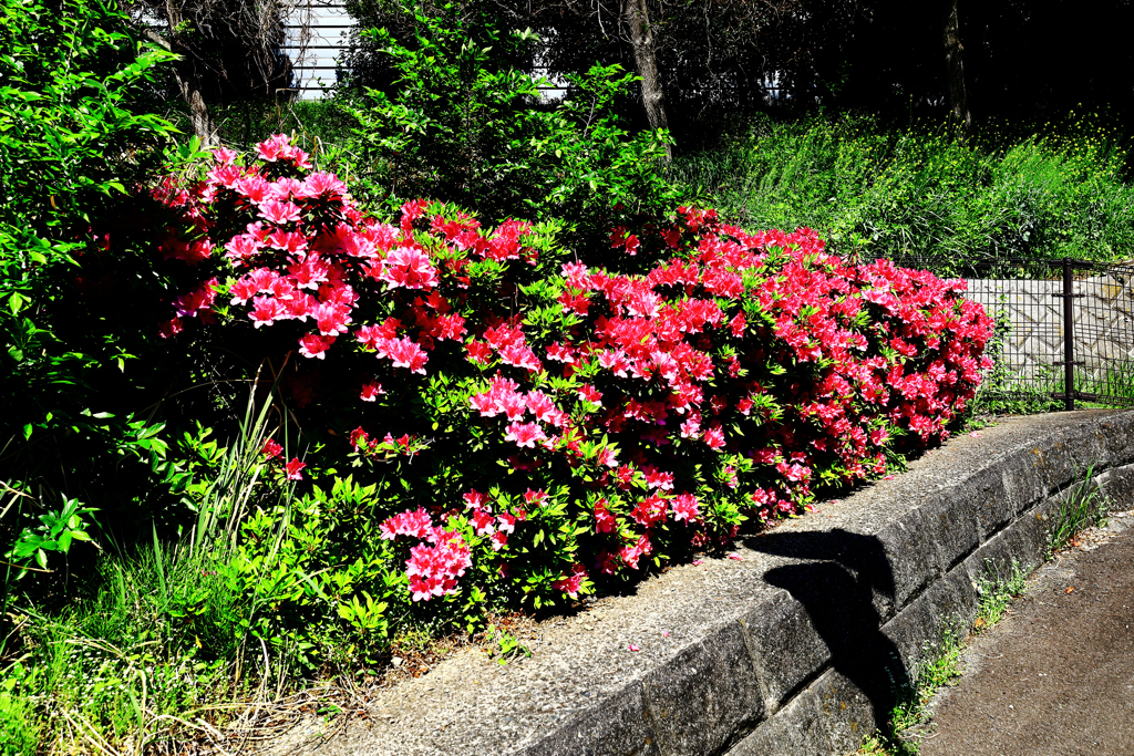 燃えさかるツツジ