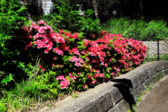 燃えさかるツツジ