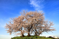 塚越古墳の桜　正面