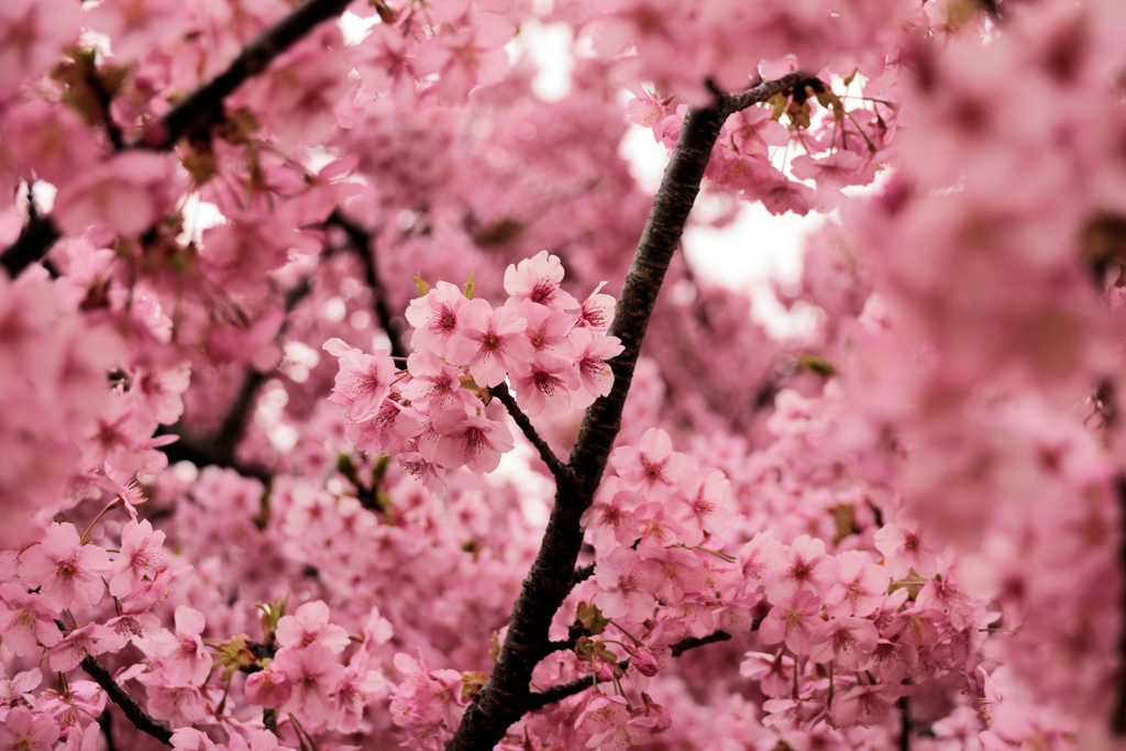 戸川公園の河津桜