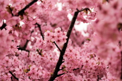 戸川公園の河津桜