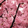 戸川公園の河津桜