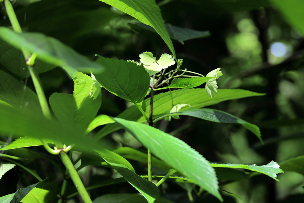 ぽつんと紫陽花