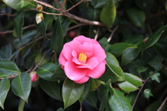 垣根の椿　上向き