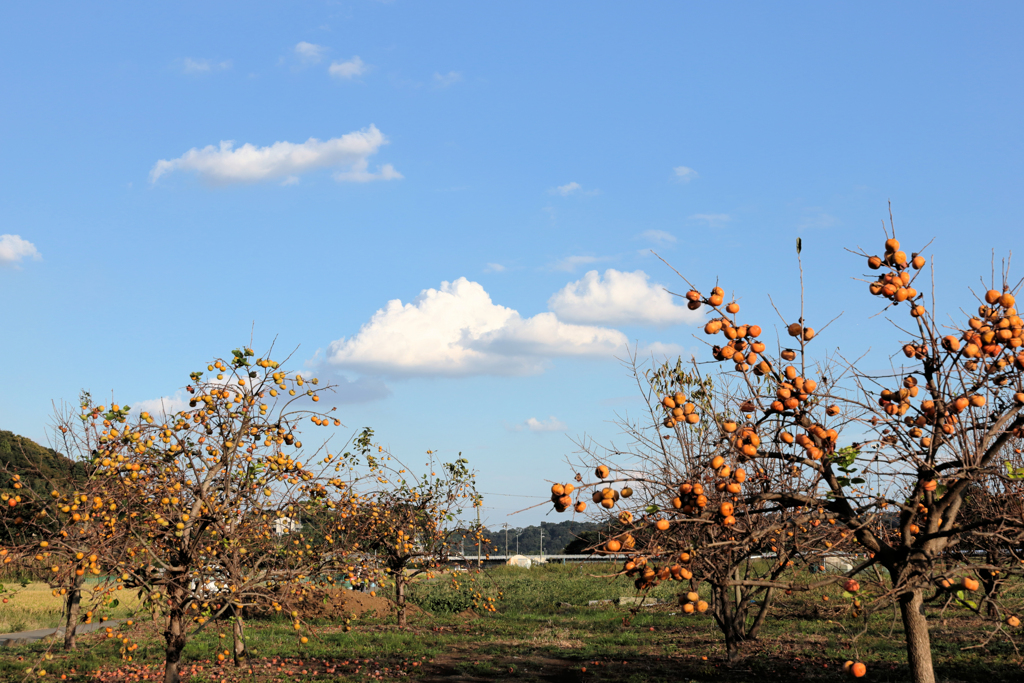 柿と雲