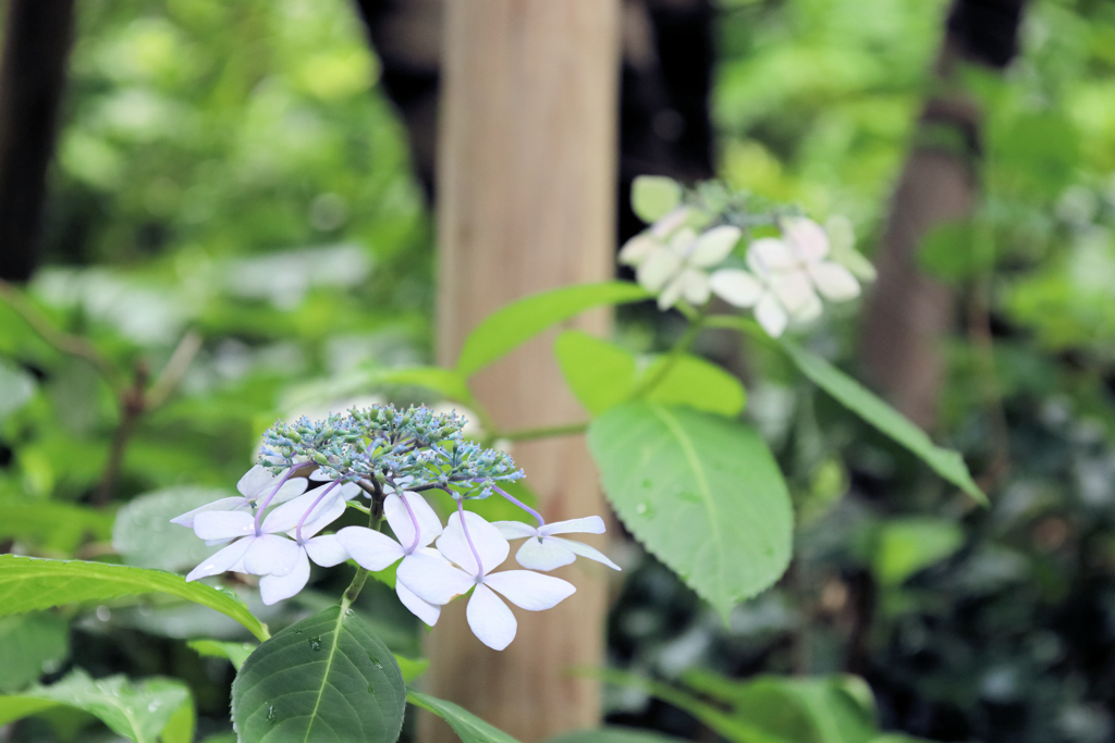 みなとみらいのあじさい