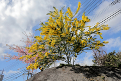 両手を広げたミモザ