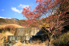 うぐいす橋付近のおかめ桜