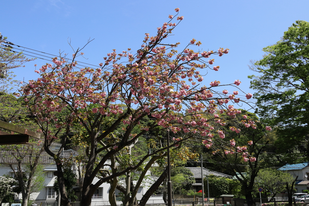 横須賀市不入斗町の慈眼寺（じげんじ）