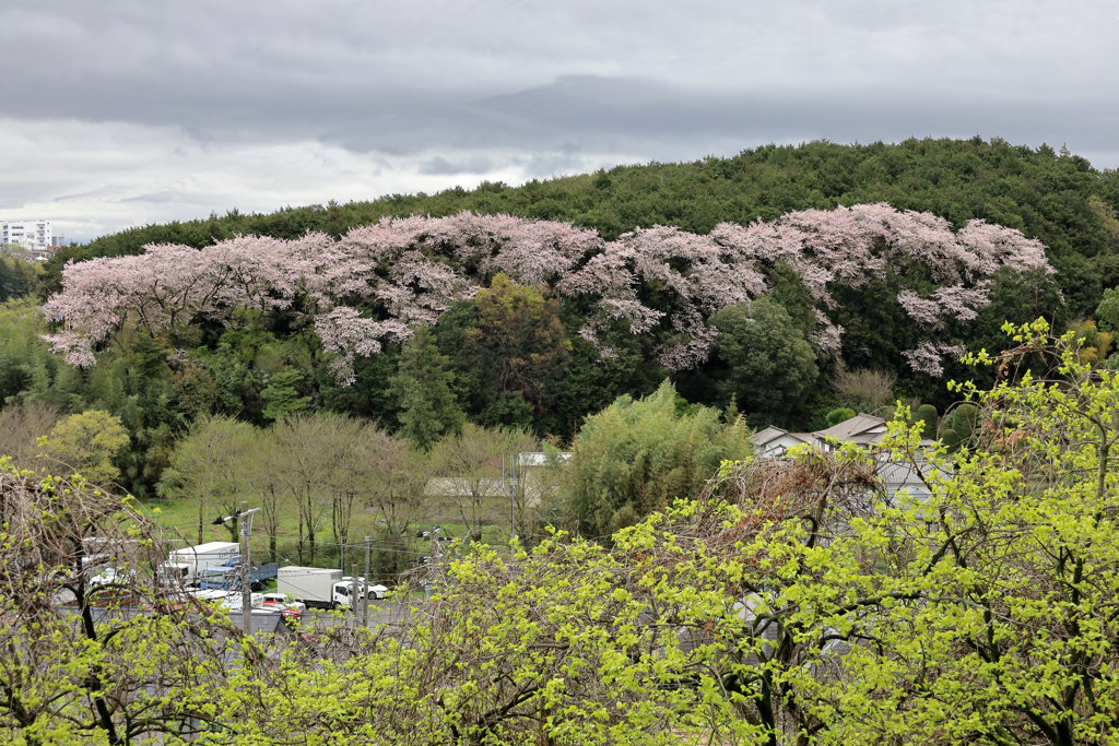 反対側の丘から眺める桜