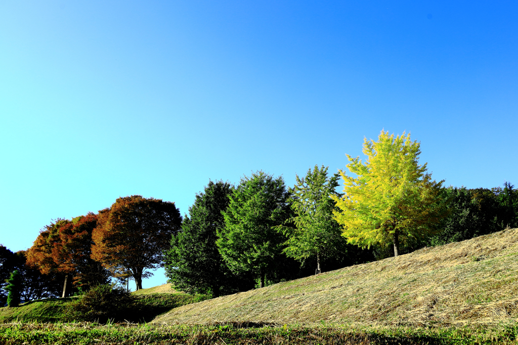 徐々に色づく銀杏
