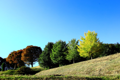 徐々に色づく銀杏