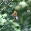 弘法山の散策　アザミと蝶
