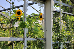 蕾と開花の向日葵