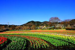秦野戸川公園のチューリップ
