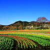 秦野戸川公園のチューリップ