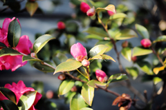 明日には咲く山茶花
