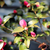 明日には咲く山茶花