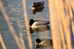 夕陽が眩しい鴨