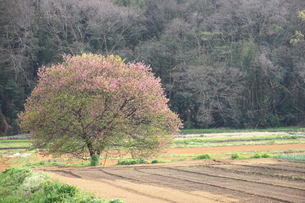 夕陽を迎える葉桜