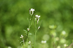 小さめの白い花