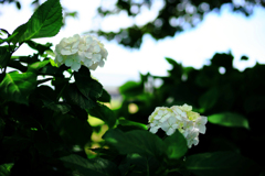小出川沿いの紫陽花