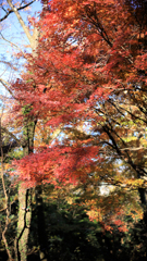 晩秋の弘法山　濃い紅色と淡い黄色と