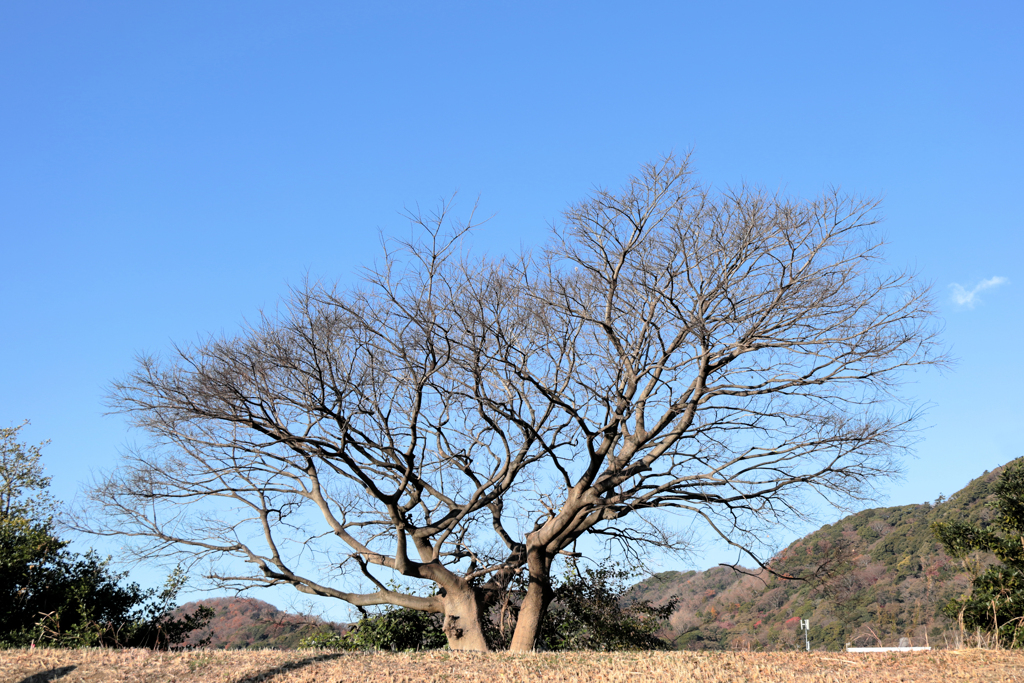 青空と枯れ木