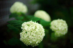 庭に植えた紫陽花